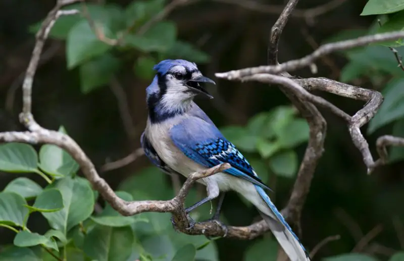 Blue Jays in Connecticut