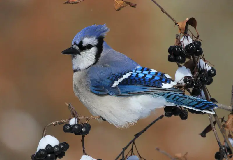Blue Jays in Georgia