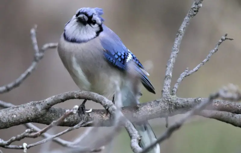 Blue Jays in Minnesota