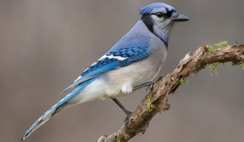 Blue Jays in Mississippi