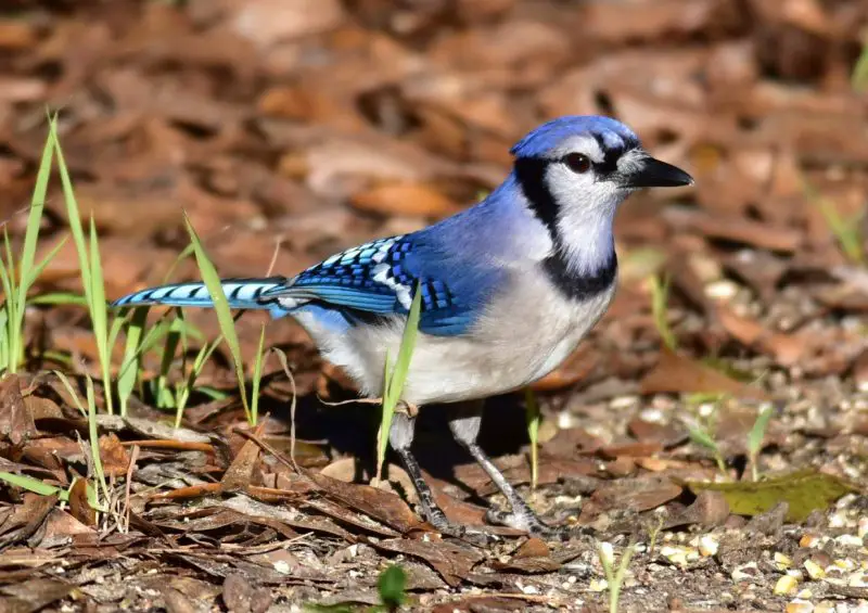 Blue Jays in New Jersey