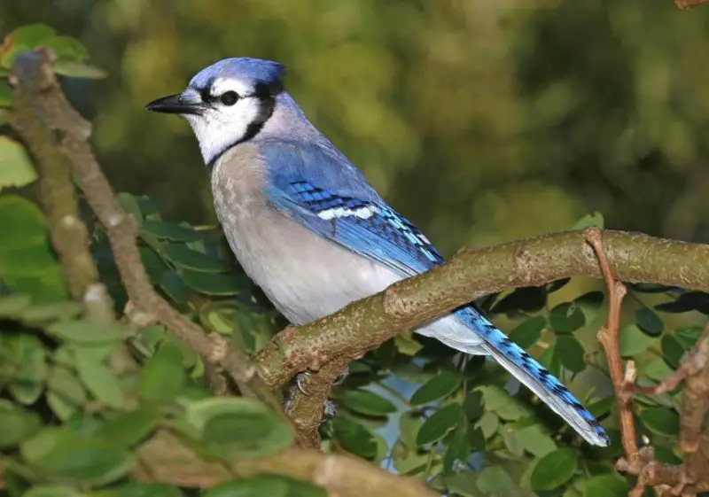 Blue Jays in Ohio