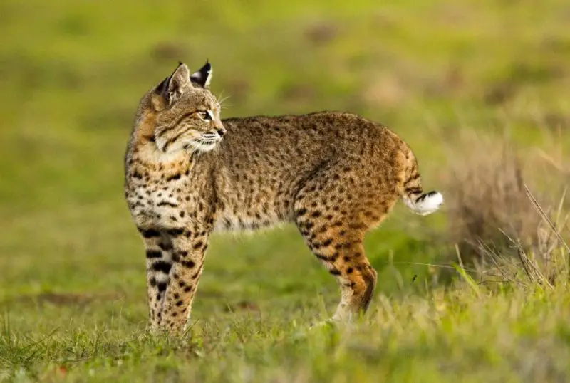 Bobcats in California