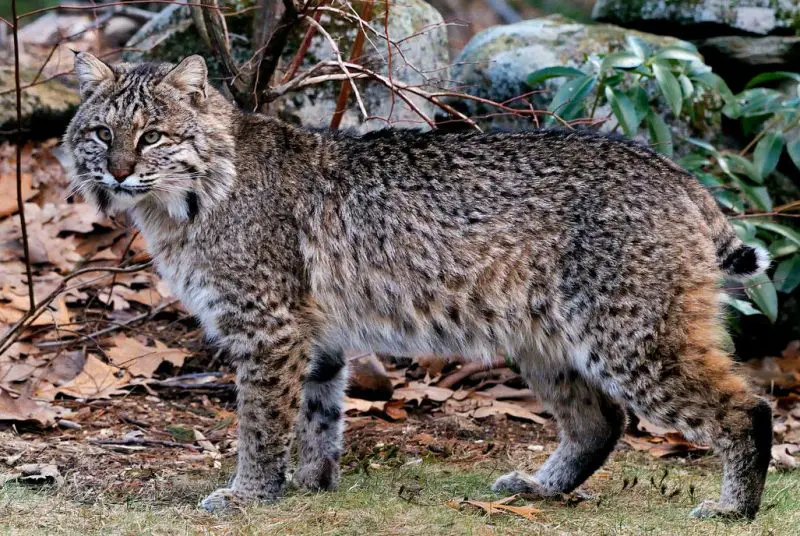 Bobcats in Florida