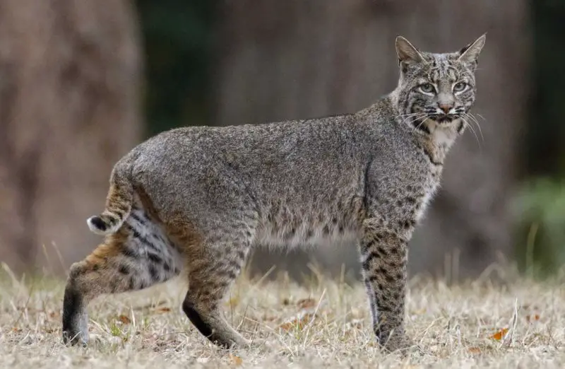 Bobcats in Louisiana