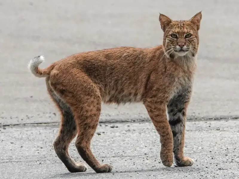 Bobcats in Pennsylvania