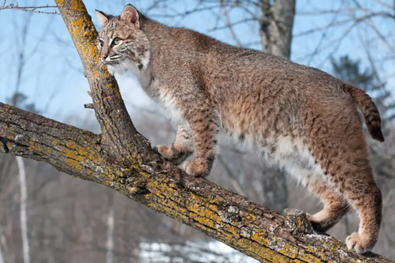 Do Bobcats in Colorado Ever Breed With Domestic Cats