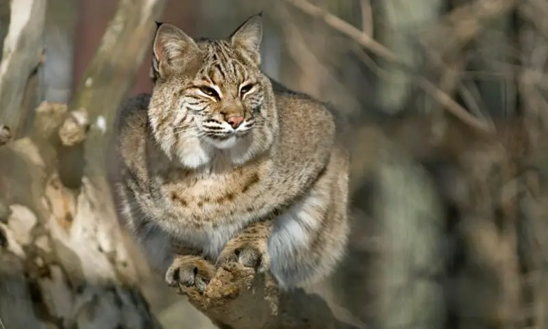 Bobcats in Virginia