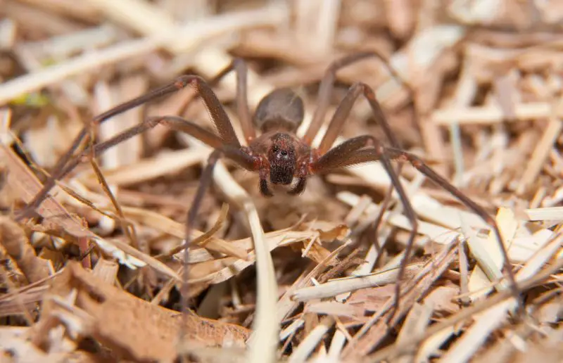 Brown Recluse in Missouri