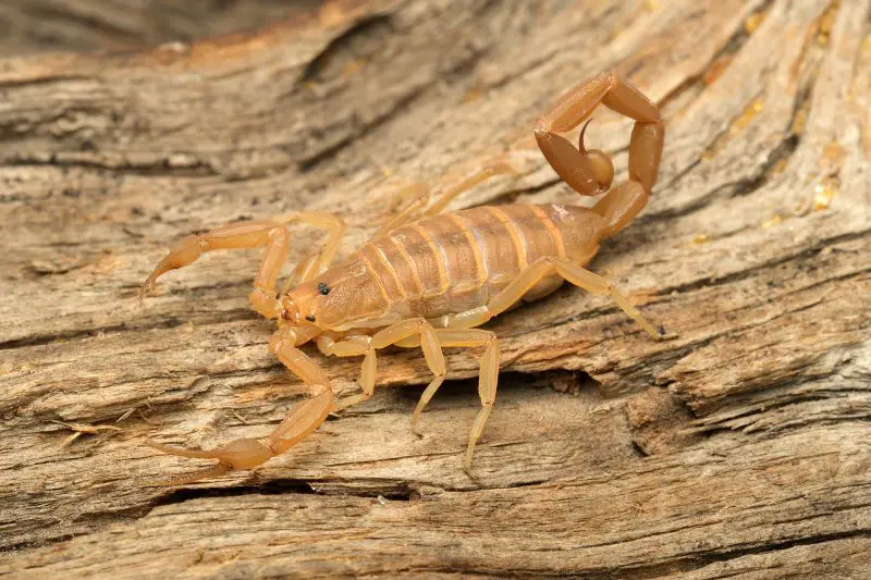 Dangerous Bugs in Wyoming