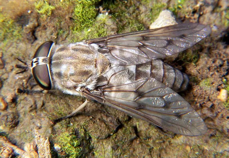 California’s Horse Flies