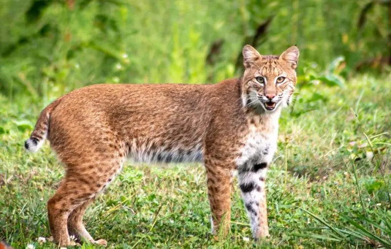Can Bobcats in Alabama Breed with Domestic Cats
