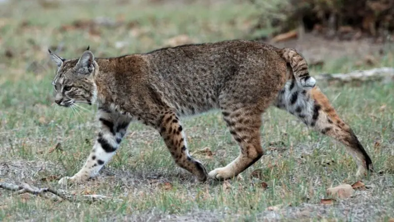 Can Bobcats in North Carolina Breed with Domestic Cats