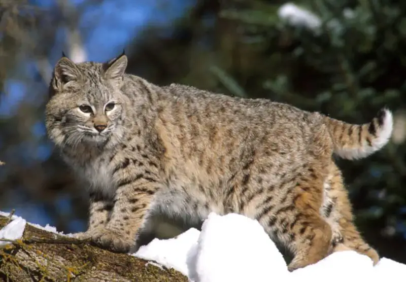 Can Bobcats in Ohio Breed with Domestic Cats