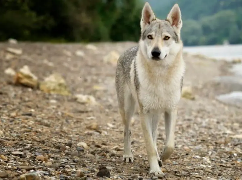 Can Coyotes in Pennsylvania Mate with Domestic Dogs