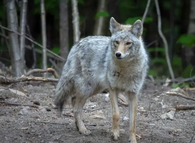 Can Coyotes in Vermont Mate with Domestic Dogs