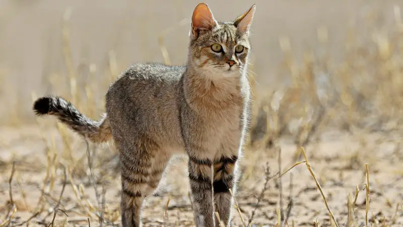 Can Domestic Cats Interbreed With Wildcats in Wyoming
