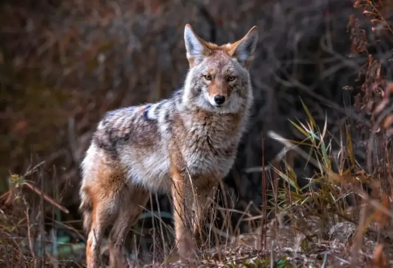 Can Domestic Dogs Mate With Coyotes in Rural North Dakota