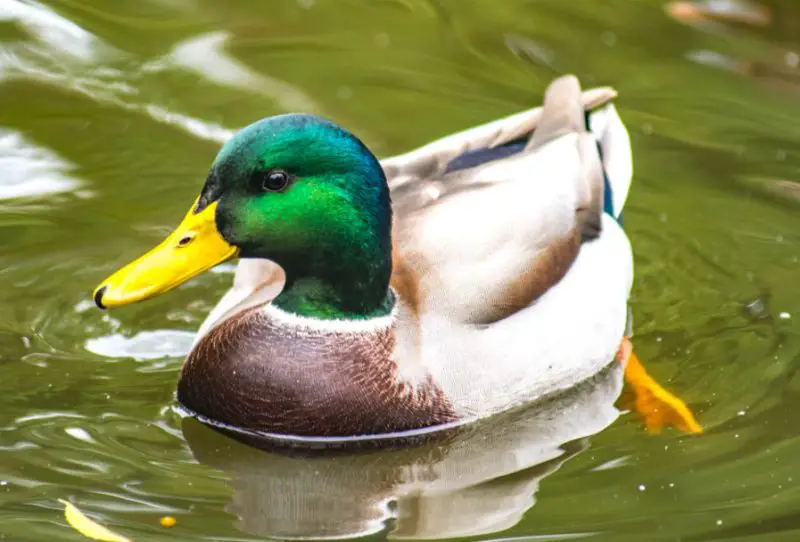 Can Ducks in Minnesota Interbreed Across Species