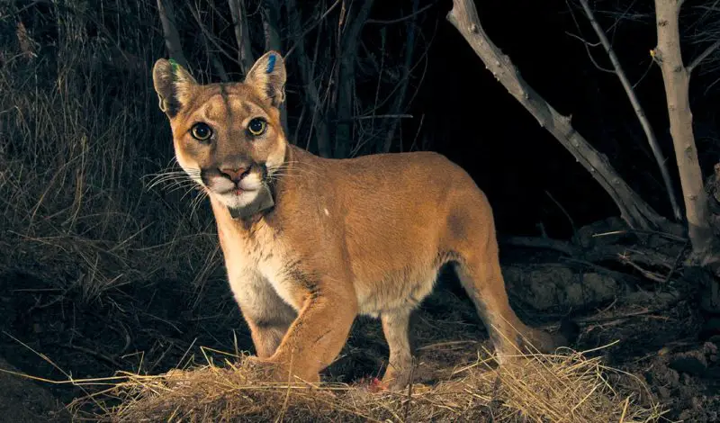 Can Mountain Lions in California Interbreed with Bobcats