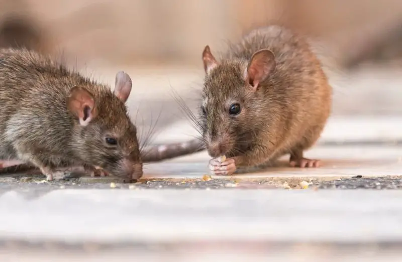 Can Rats in New York Interbreed Between Species