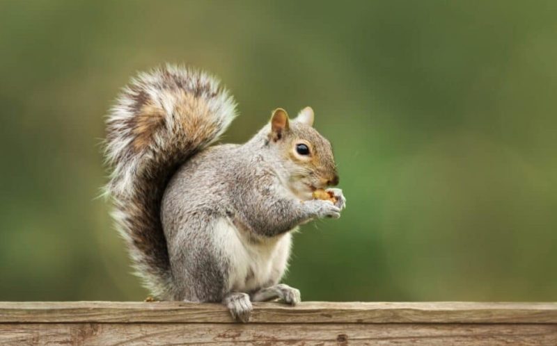Can Squirrels in Ohio Interbreed with Other Squirrel Species