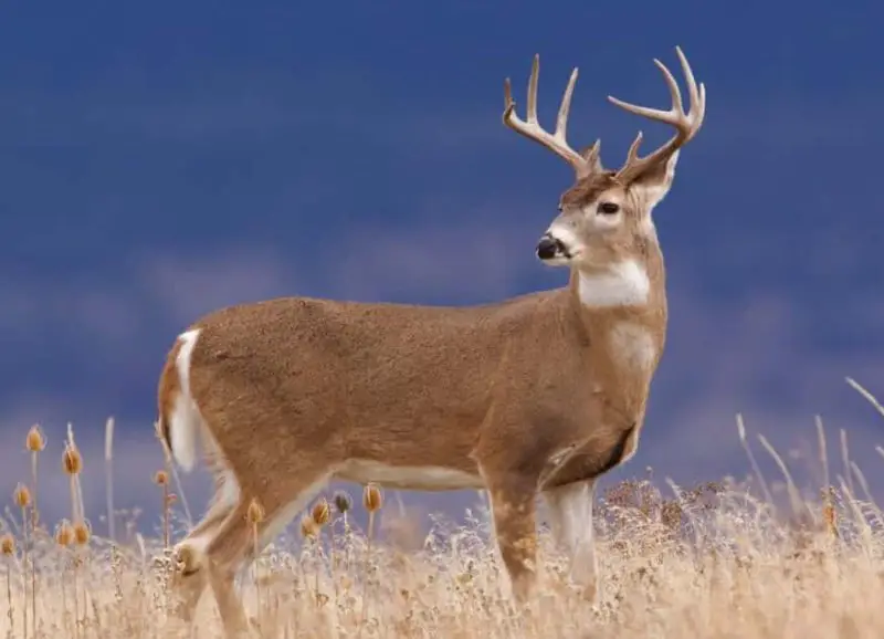 Can White-Tailed Deer in Nevada Breed with Mule Deer