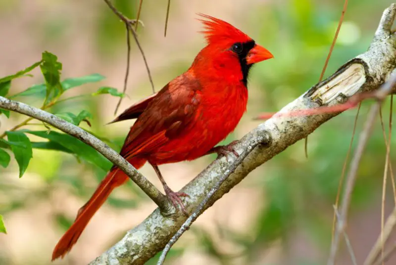Cardinals in Maryland