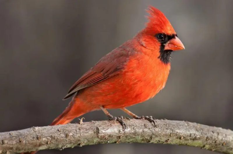 Cardinals in Michigan