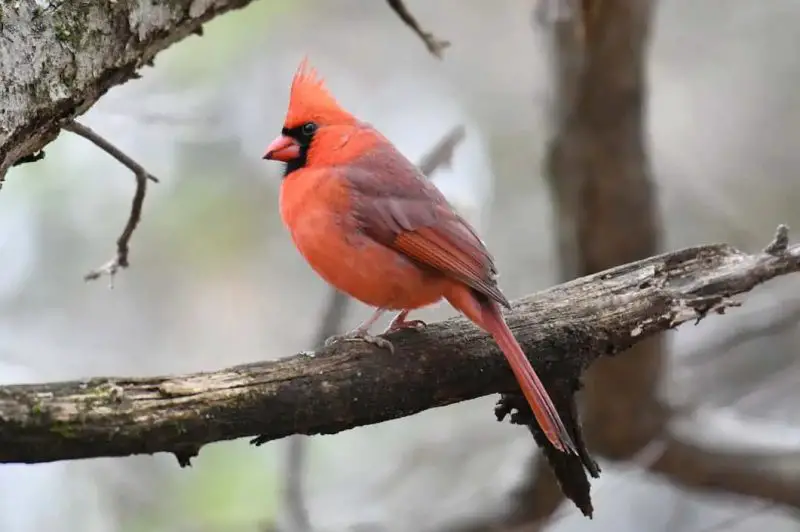 Cardinals in Michigan
