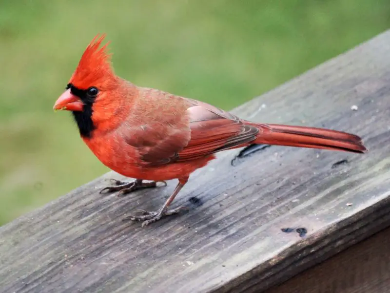 cardinals in minnesota
