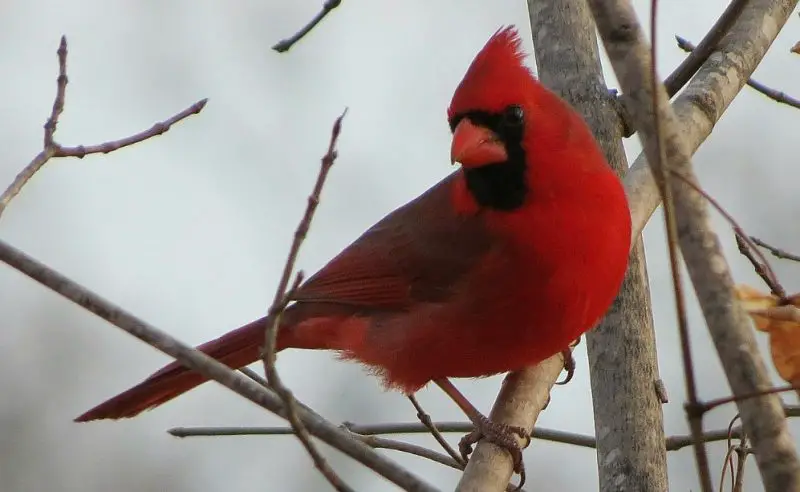 Cardinals in Mississippi