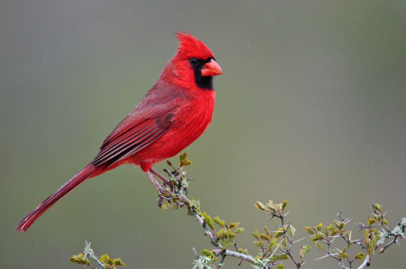 Cardinals in Pennsylvania
