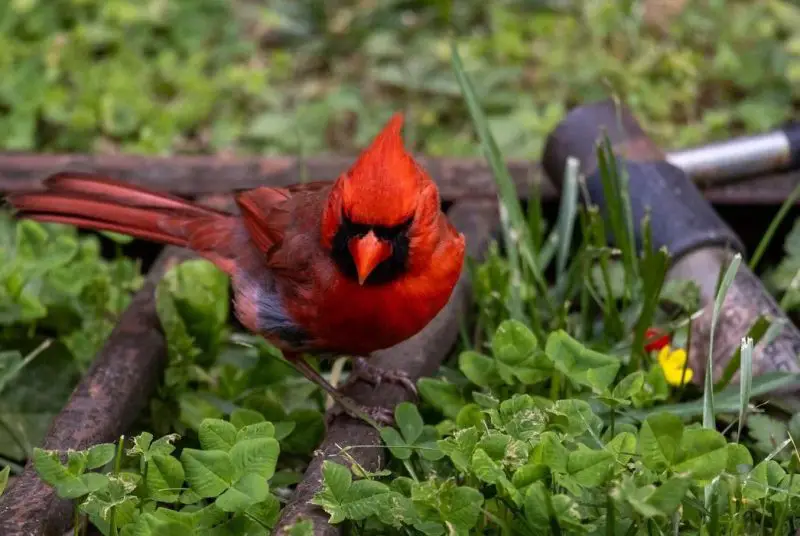 Cardinals in Tennessee