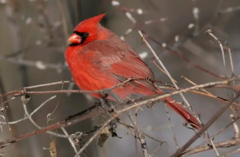 Cardinals in Wisconsin