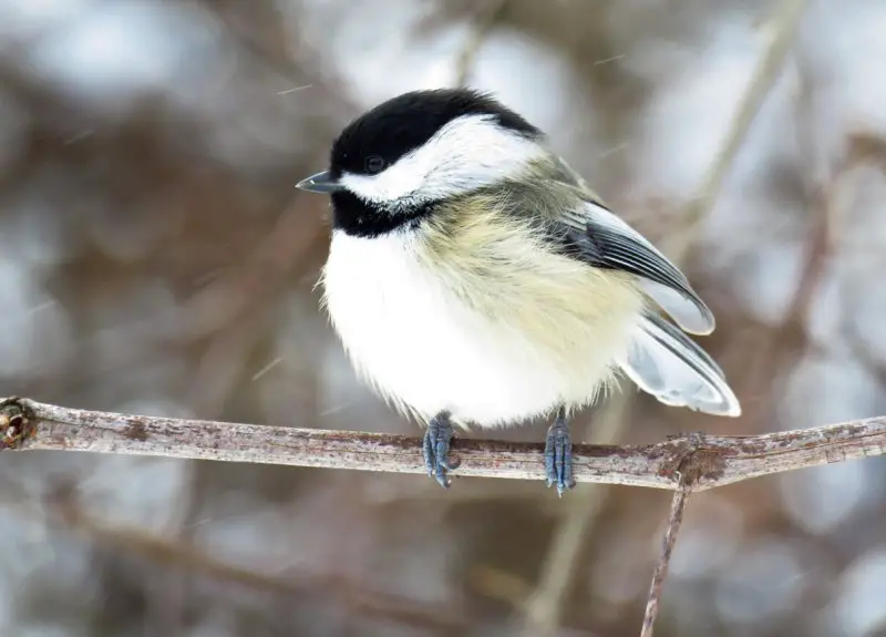 Chickadees in Ohio