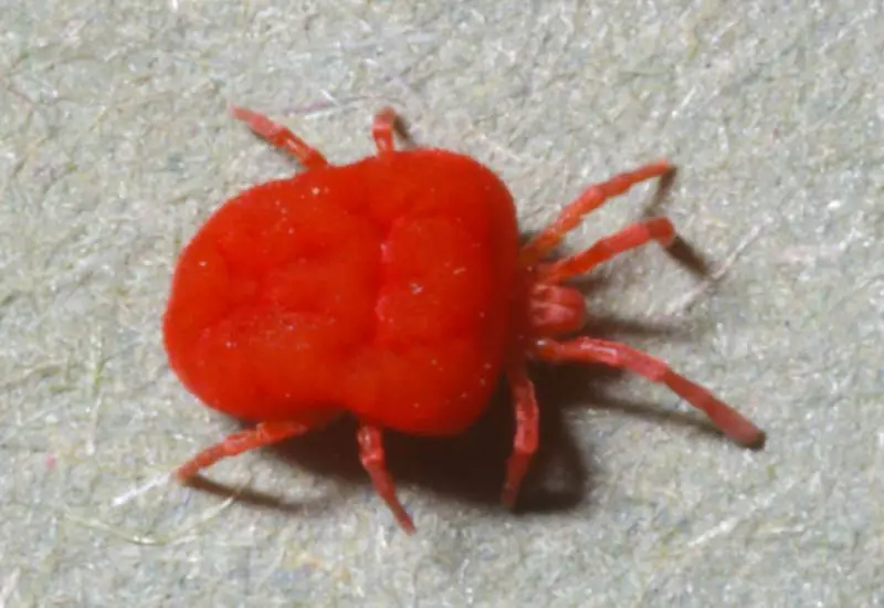 Chigger in West Virginia