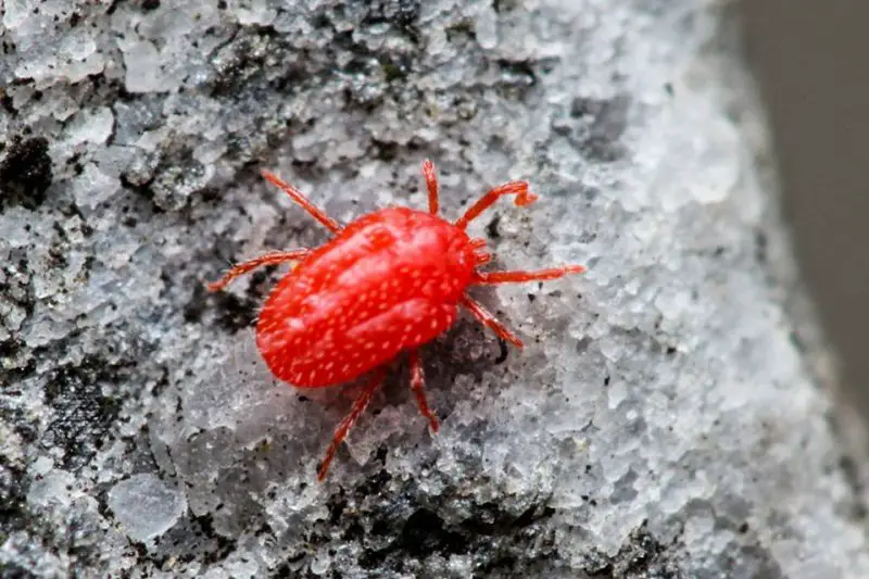 Chigger Bites in Tennessee