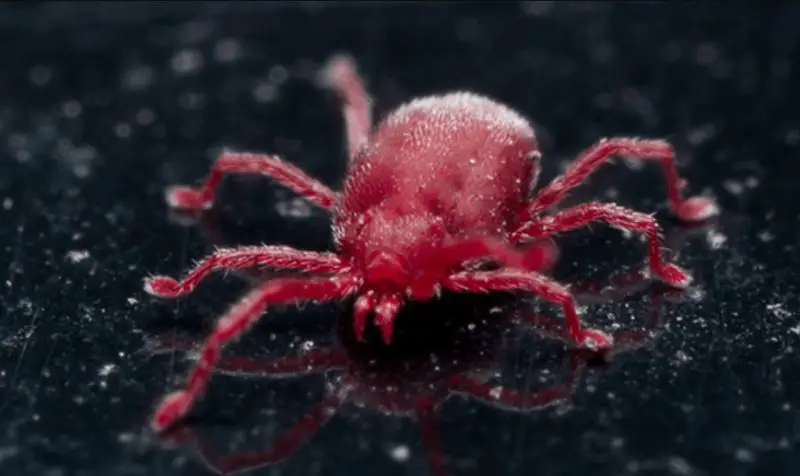 Chigger Bites in Colorado