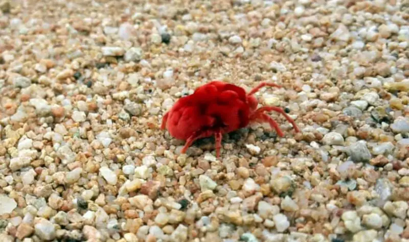 Chigger Bites in Illinois