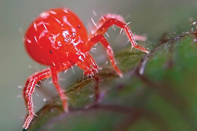 Chigger Bites in Iowa