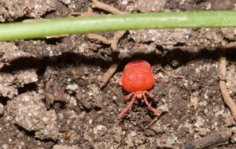 Chigger Bites in Oklahoma