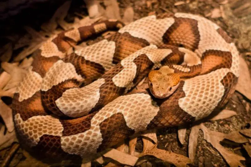 Copperhead Activity in Ohio