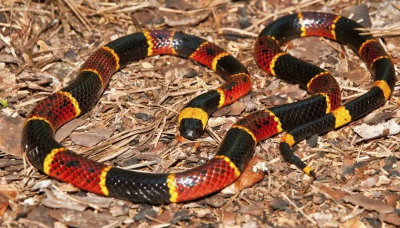 Coral Snakes in Georgia