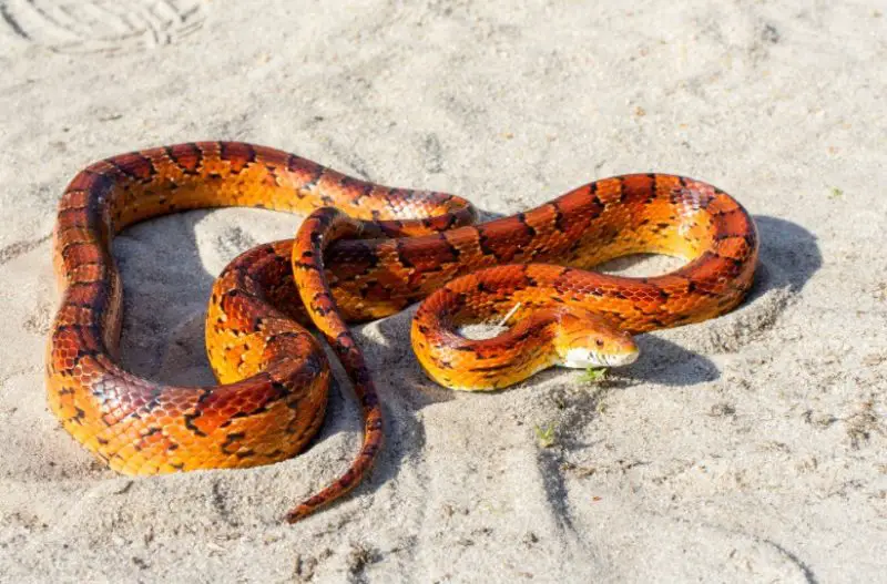 Brown Snakes in North Carolina