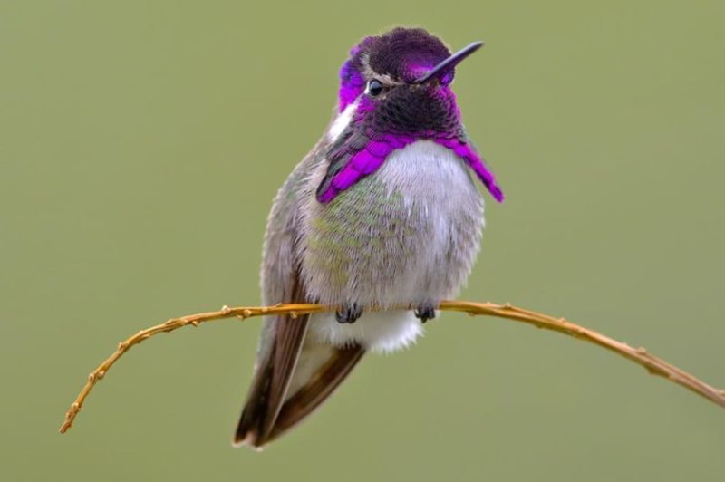 Hummingbirds in Oklahoma