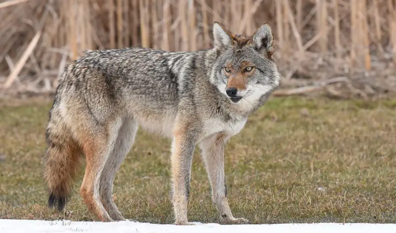 Do Coyotes in Maine Ever Breed With Domestic Dogs