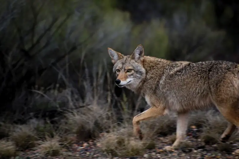 Do Coyotes in New Hampshire Ever Breed With Domestic Dogs