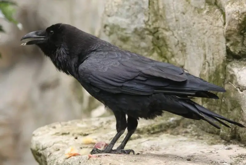 Crows in Connecticut