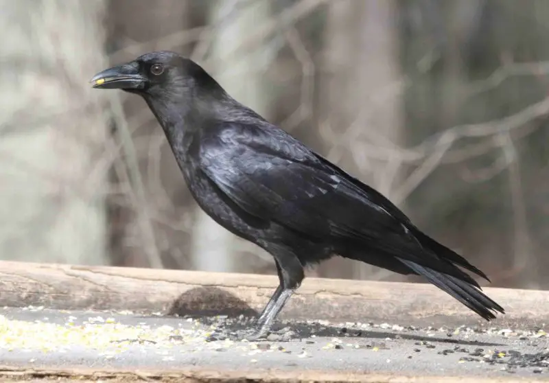 Crows in Georgia